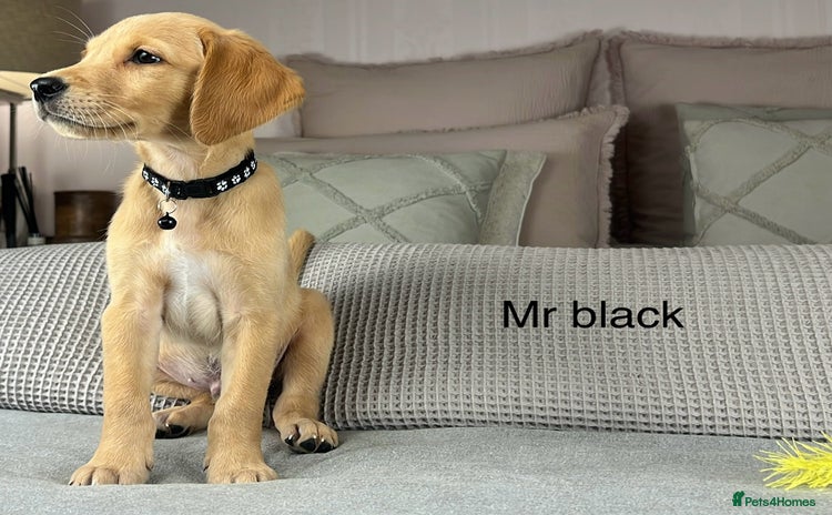 Goldador dogs - Advert 1