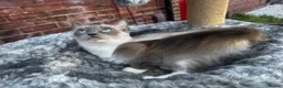 Ragdoll cats for sale: 2 female ragdolls looking for homes  - Advert 9