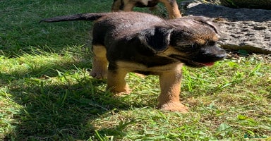 Border Terrier dogs - Advert 8