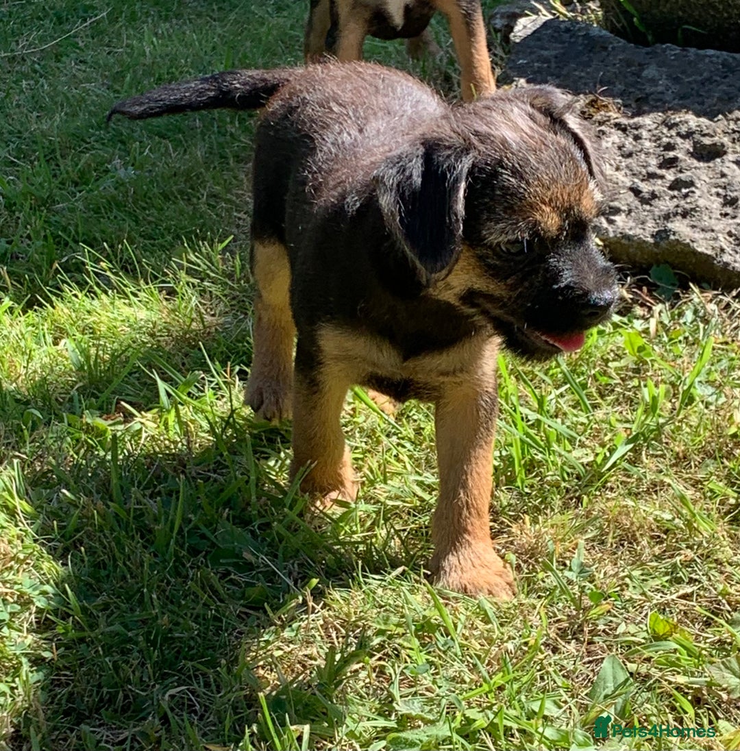 Border Terrier dogs for sale: Champion Bred, For health and temperament  - Image 1