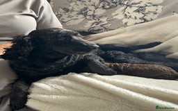 Cockapoo dogs for sale: Beautiful cockapoos - Advert 18