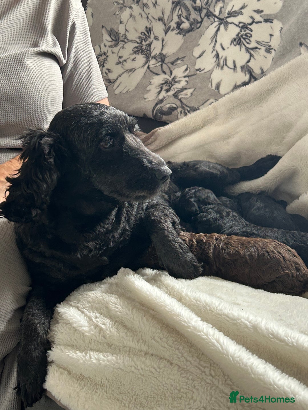 Cockapoo dogs for sale: Beautiful cockapoos - Advert 18