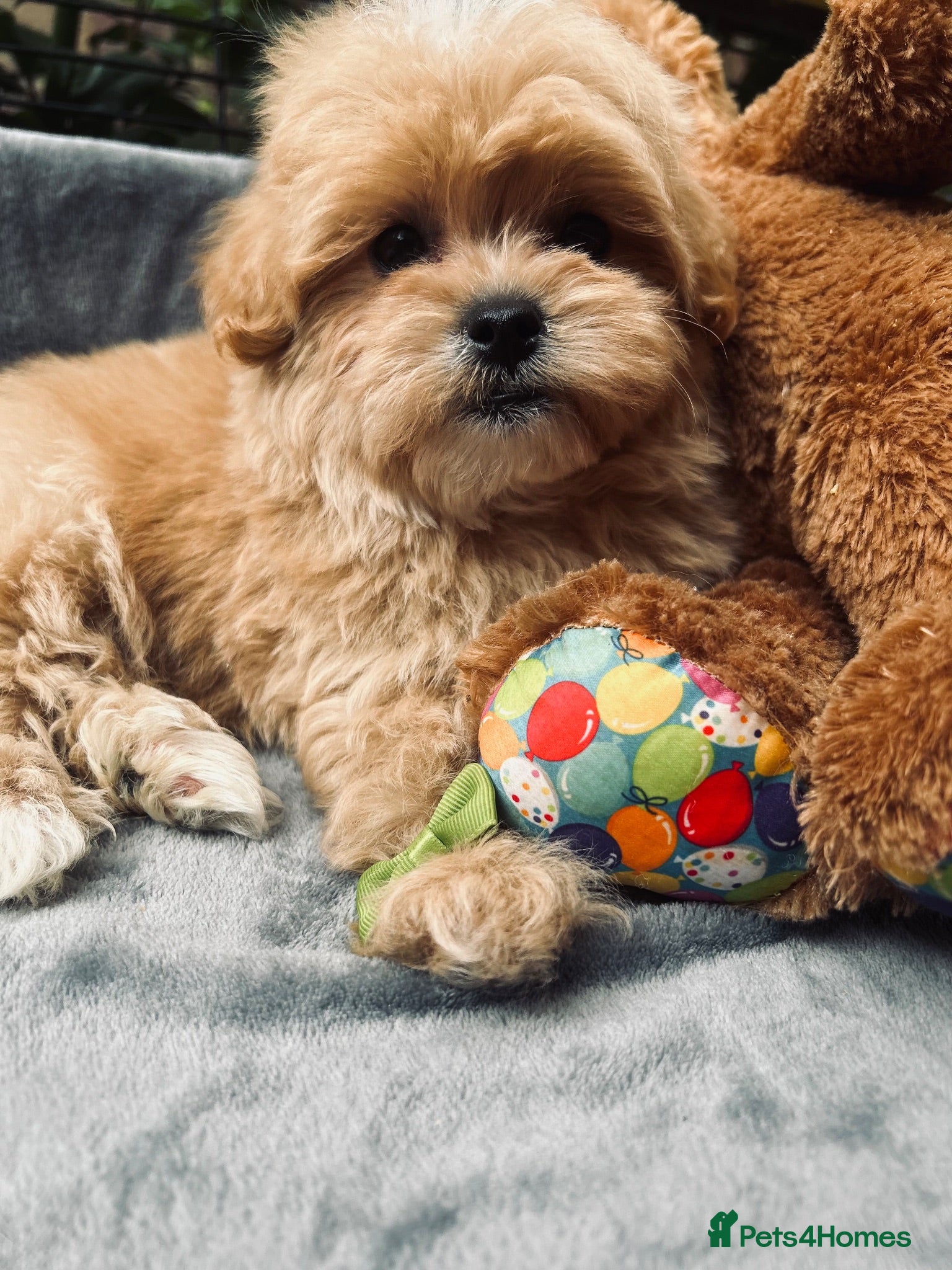 Maltipoo dogs  **  Maltipoo Puppy – Beautiful Teddy Bear Face - Advert 1