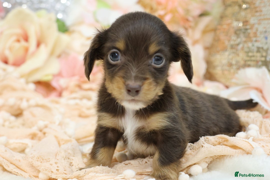 Miniature Dachshund dogs for sale: KC Longhair Miniature Dachshund Puppies - Advert 1