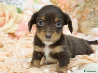 Miniature Dachshund dogs KC Longhair Miniature Dachshund Puppies - Advert 11