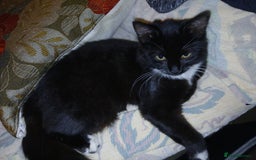 European cats for sale: 3 adorable kittens for sale  - Image 9