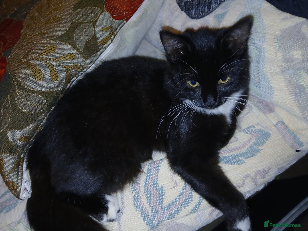 European cats for sale: 3 adorable kittens for sale  - Image 9