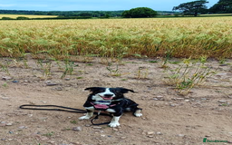 Border Collie dogs for sale: Merle border collie puppy  - Image 5