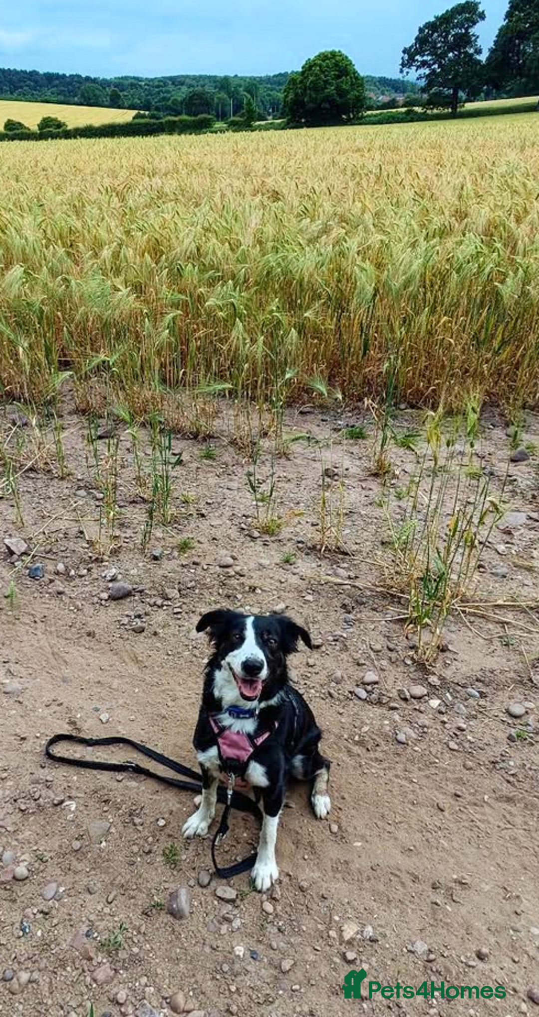 Border Collie dogs for sale: Merle border collie puppy  - Image 5