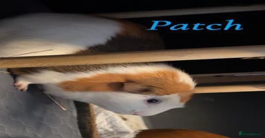 Guinea Pig rodents - Advert 2