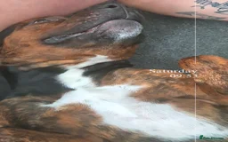 Mixed Breed dogs for sale: Active household wanted! TATERS*** - Image 2