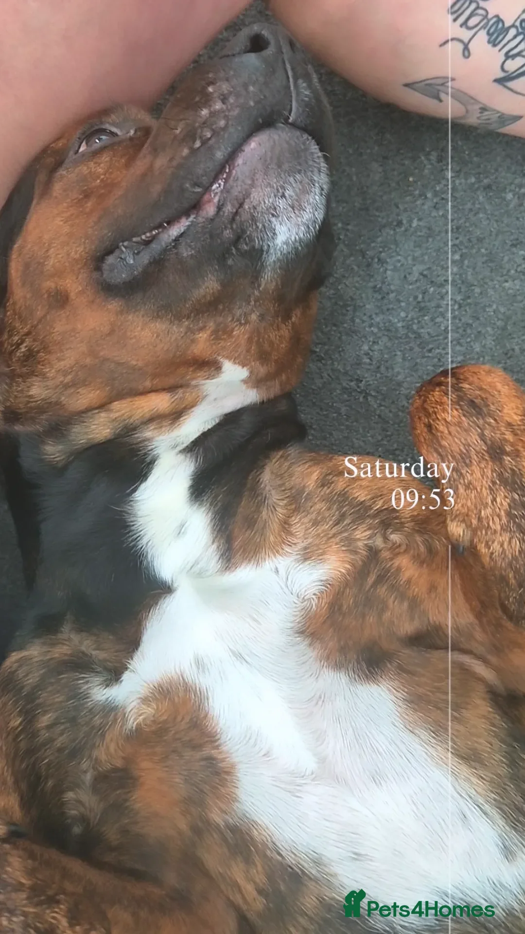 Mixed Breed dogs for sale: Active household wanted! TATERS*** - Image 2