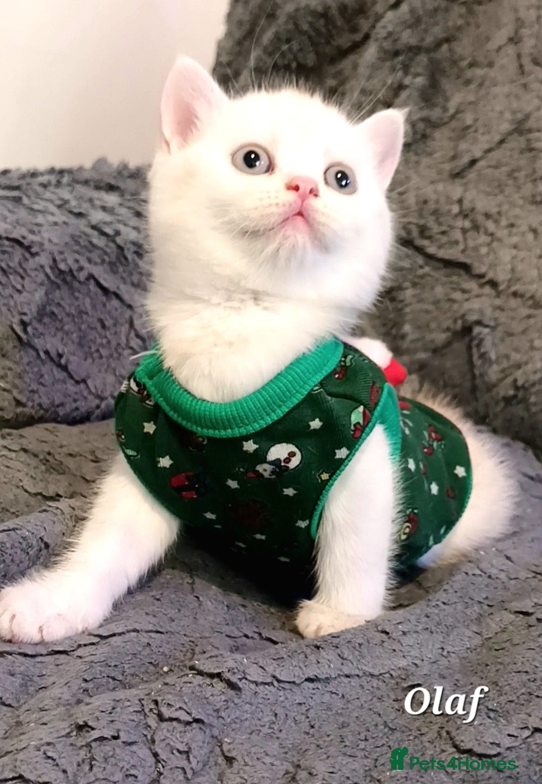 British Shorthair cats for sale: GCCF Snowflake BSH - Advert 10