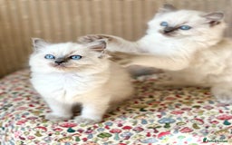 Ragdoll cats for sale:  Beautiful Blue colour point Ragdoll kittens   - Image 1