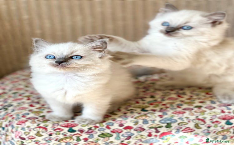 Ragdoll cats - Advert 4