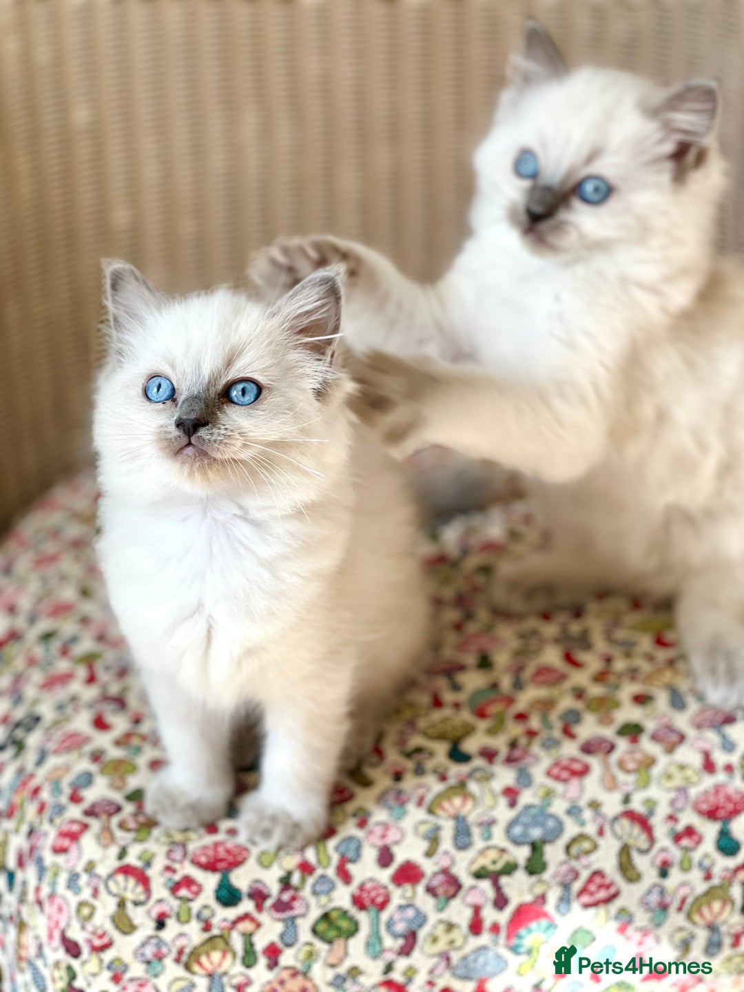 Ragdoll cats for sale:  Beautiful Blue colour point Ragdoll kittens   - Image 1