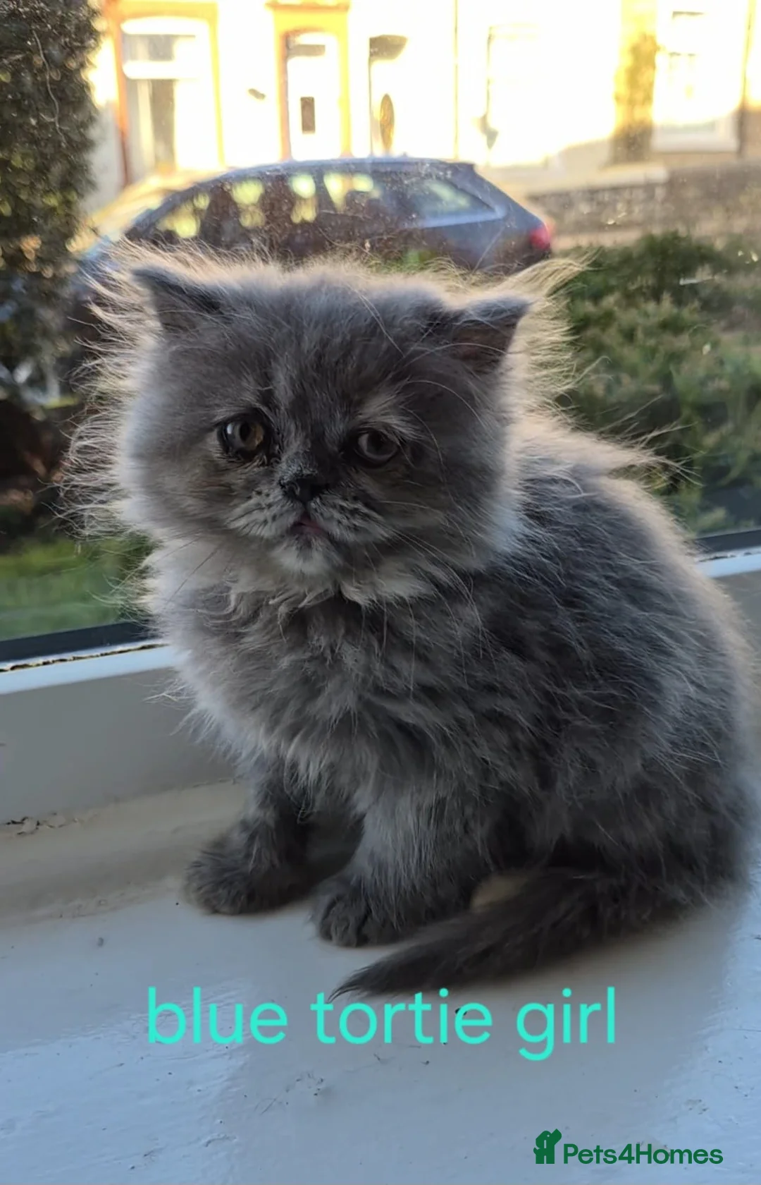 Persian cats for sale: Beautiful Persian babies - Advert 2