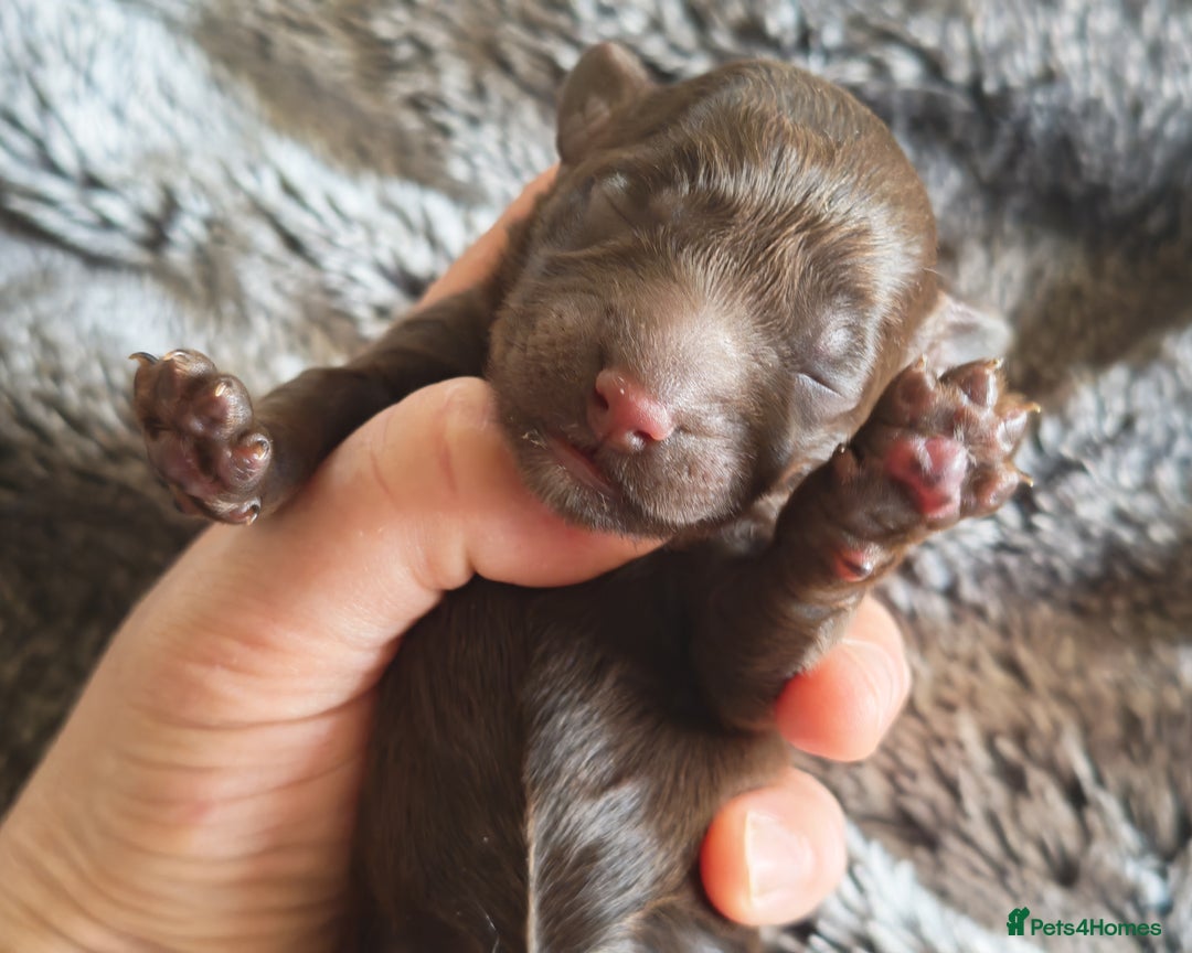 Cockapoo dogs for sale: Cockapoos F1 DNA Health tested patents - Advert 31