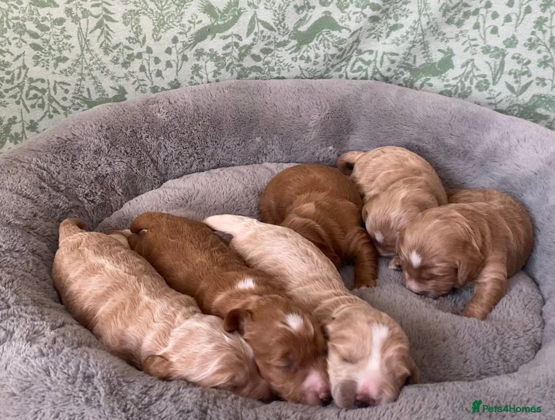 Cockapoo dogs for sale: 2 BOYS LEFT Quality F1 Cockapoos DNA CLEAR PARENTS - Image 12