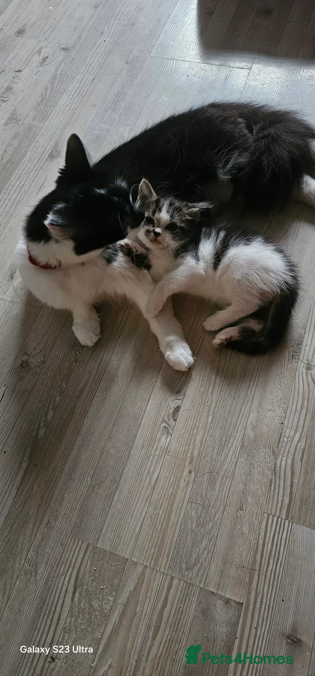 Mixed Breed cats for sale: 2 Beautiful Male Kittens - Advert 4
