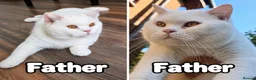 Brazilian Shorthair cats for sale: Three Male British Shorthair Kittens  - Advert 6