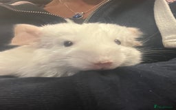 Chinchilla rodents for sale: Chinchilla kits (Dorset) - Image 2