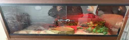 Corn Snake reptiles for sale: Corn snake with full setup  - Advert 3