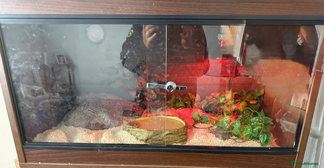 Corn Snake reptiles for sale: Corn snake with full setup  - Advert 3