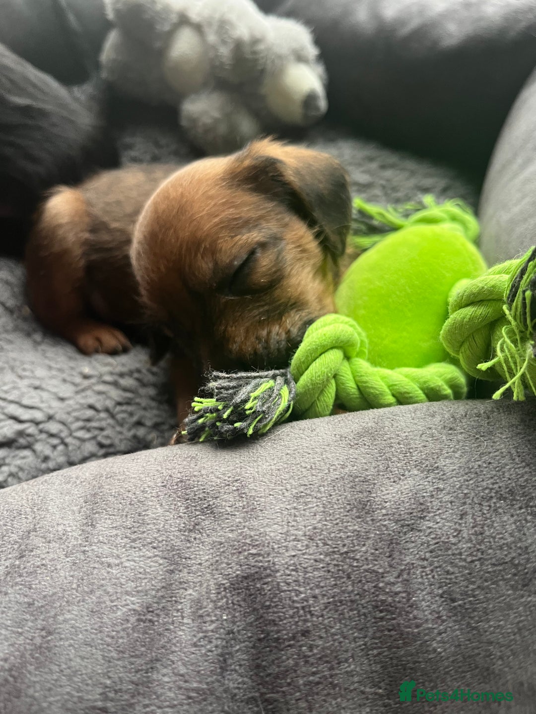 Mixed Breed dogs for sale: Gorgeous Plummer Terrier X Toy Poodle - Image 22