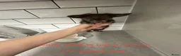 Chihuahua dogs for sale: Long-Haired Precious Tiny Chelsea Chihuahuas  - Advert 24