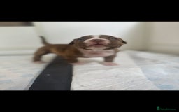 American Bully dogs for sale: Puppies American pocket bully - Image 4