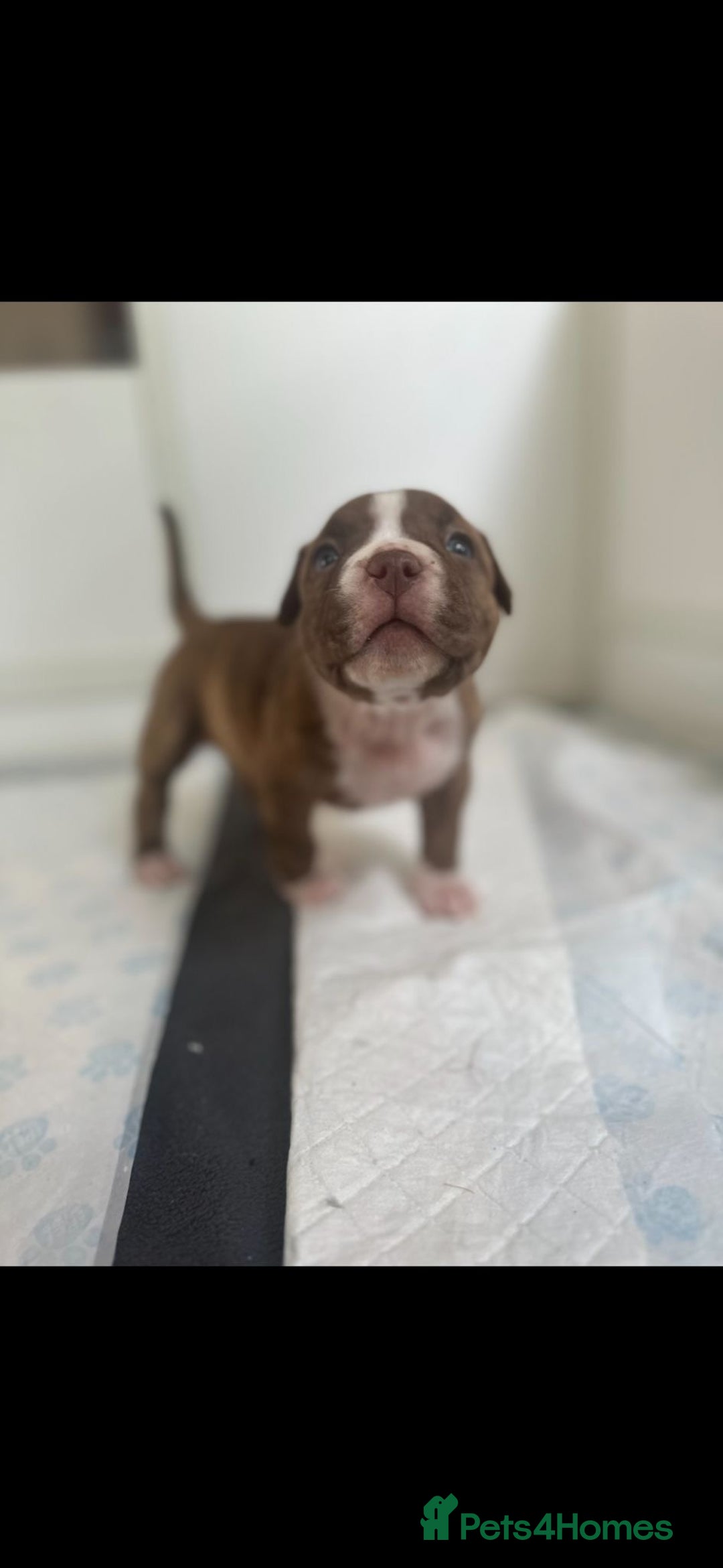 American Bully dogs for sale: Puppies American pocket bully - Image 4