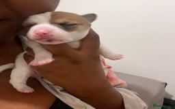 Mixed Breed dogs for sale: 🐾 Loving Homes Wanted for Two Puppies & Dad 🐾 - Image 21