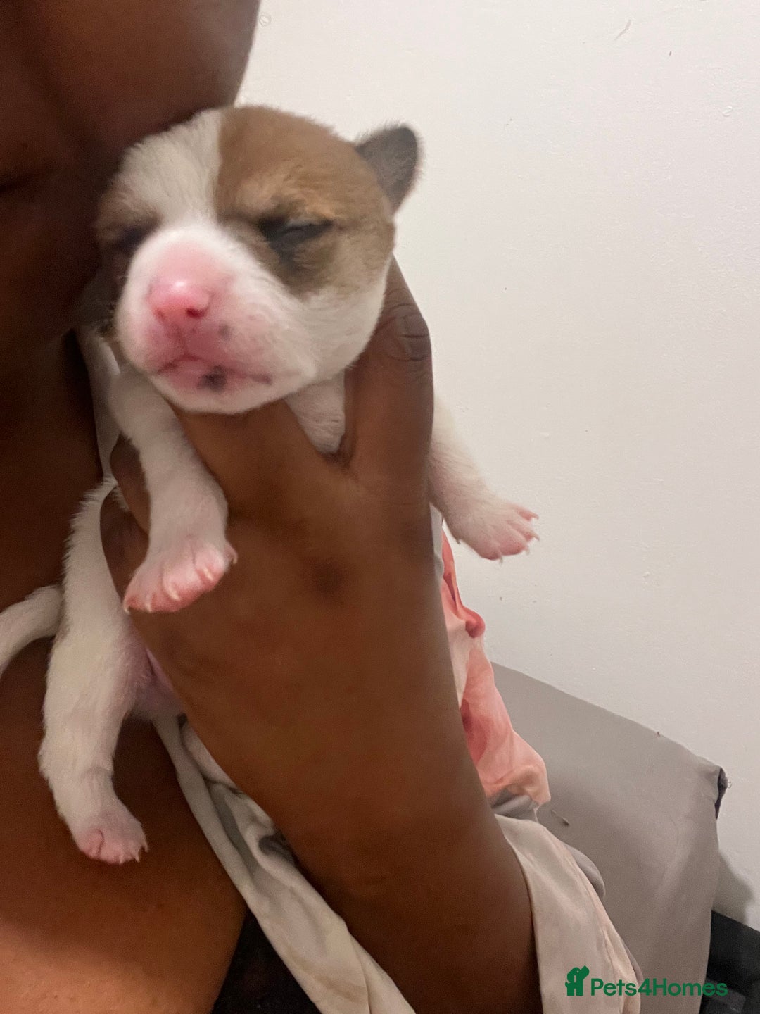 Mixed Breed dogs for sale: 🐾 Loving Homes Wanted for Two Puppies & Dad 🐾 - Image 21