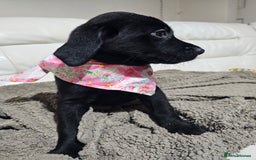 Labrador Retriever dogs for sale: 2boys / 4 girls  READY TODAY FOR FOREVER HOMES - Image 16