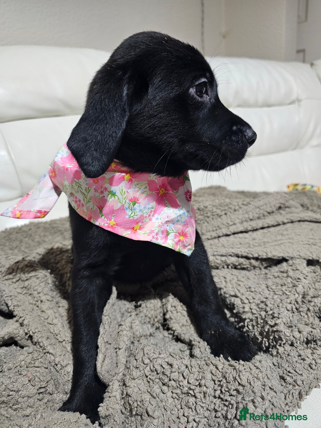 Labrador Retriever dogs for sale: 2boys / 4 girls  READY TODAY FOR FOREVER HOMES - Image 16