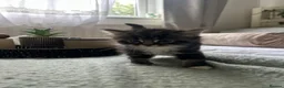 Mixed Breed cats for sale:  Beautiful Kittens Looking for a Forever Homes 🐾 - Advert 12