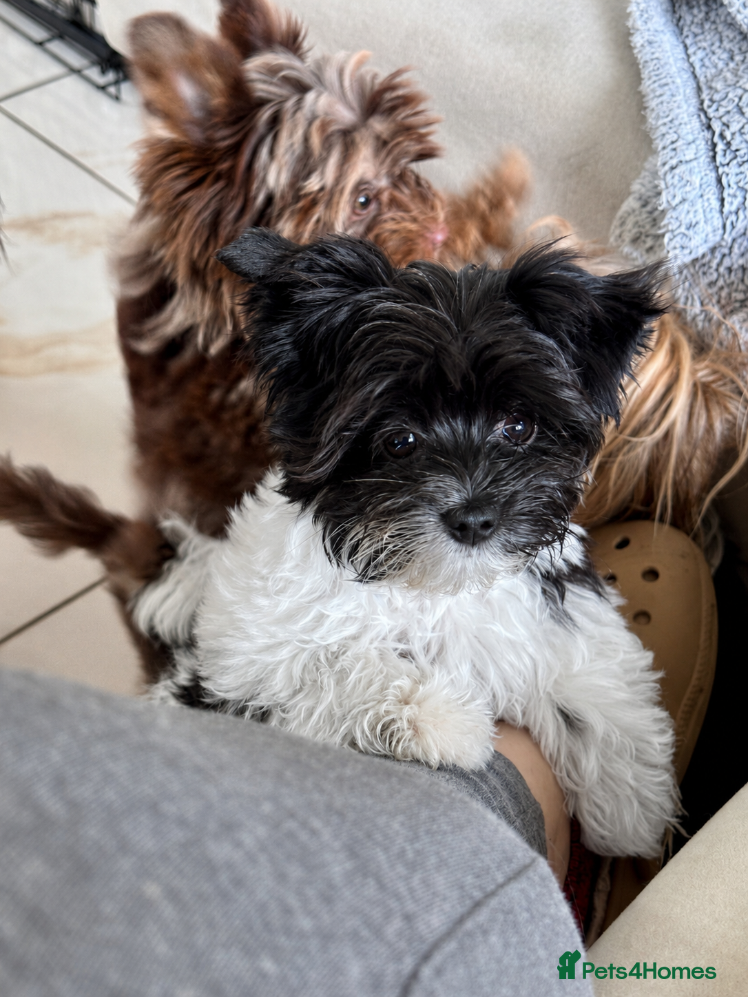 Yorkshire Terrier dogs Breathtaking Biewer Yorkshire Terrier Female Puppy - Advert 5