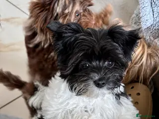 Yorkshire Terrier dogs Breathtaking Biewer Yorkshire Terrier Female Puppy - Advert 5