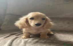 Dachshund dogs for sale: cream KC long haired miniature dachshunds for sale - Image 14