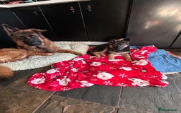 German Shepherd dogs for sale: Pure breed German Shepherd puppies  - Image 9