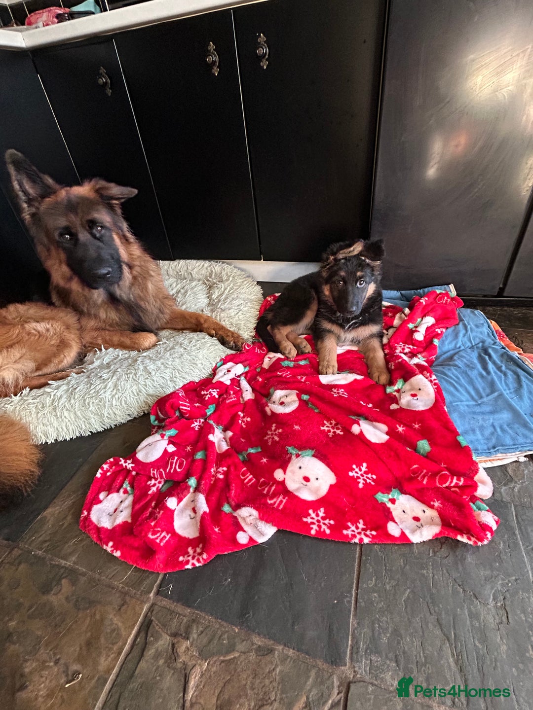 German Shepherd dogs for sale: Pure breed German Shepherd puppies  - Image 9