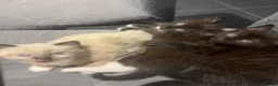 Siamese cats for sale: Beautiful siamese mixed breed kittens - Advert 1