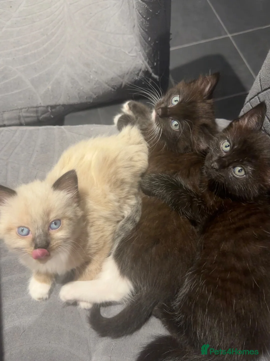 Siamese cats for sale: Beautiful siamese mixed breed kittens - Advert 1