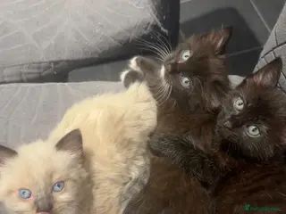 Siamese cats Beautiful siamese mixed breed kittens - Advert 1