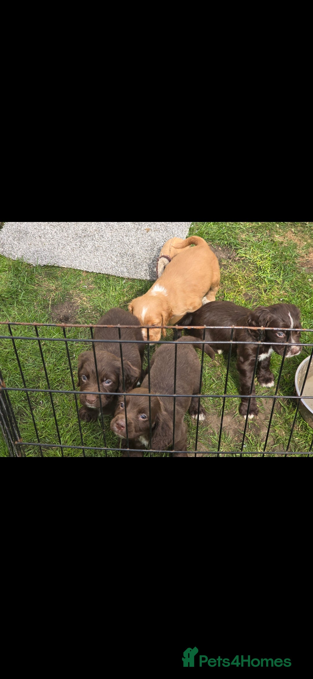 Sprocker dogs for sale: Sprocker Spaniels - Advert 4