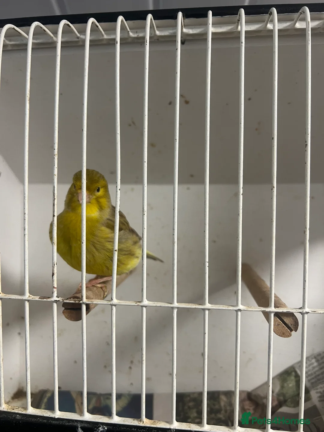 Mixed Breed birds for sale: Canaries, budgies - Advert 6