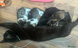 British Shorthair cats for sale: Ready for love - Image 4