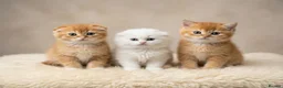 British Shorthair cats for sale: Adorable Kittens Ready For Reservation  - Advert 1