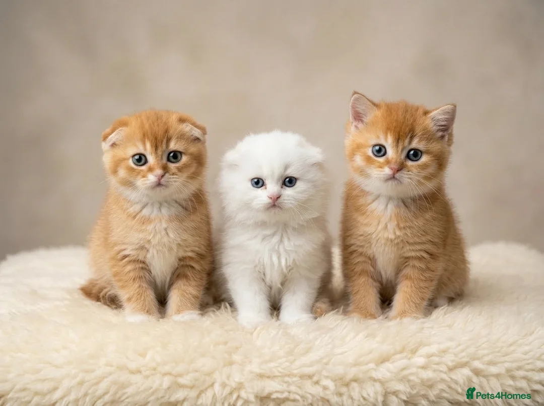 British Shorthair cats for sale: Adorable Kittens Ready For Reservation  - Advert 1